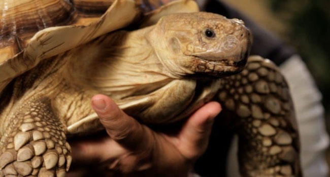Where Can I Adopt a Sulcata Tortoise?