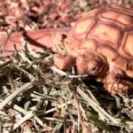 When Should I Introduce Sulcata to Hay?