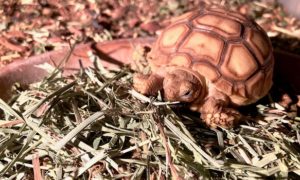 When Should I Introduce Sulcata to Hay?