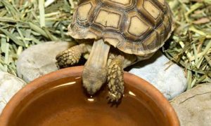 Water Bowl for Baby Sulcata Tortoise