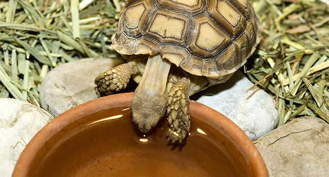 Water Bowl for Baby Sulcata Tortoise