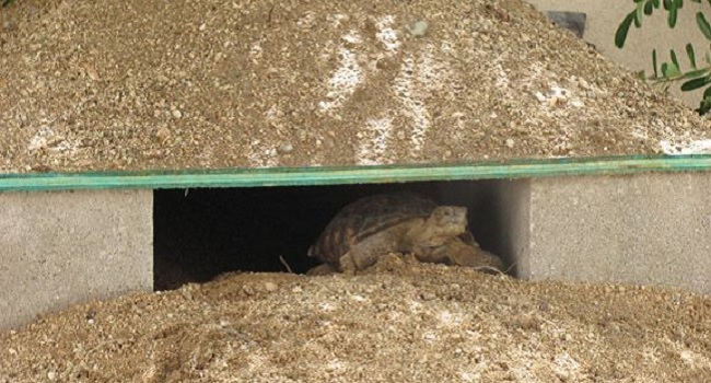 burrow for adult sulcata tortoise