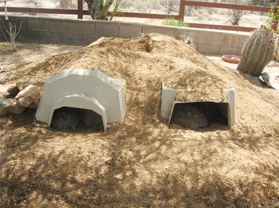 dog house burrow for adult sulcata