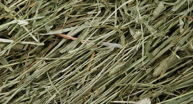 first cut timothy hay