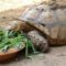 Food Plate for Large Sulcata Tortoise