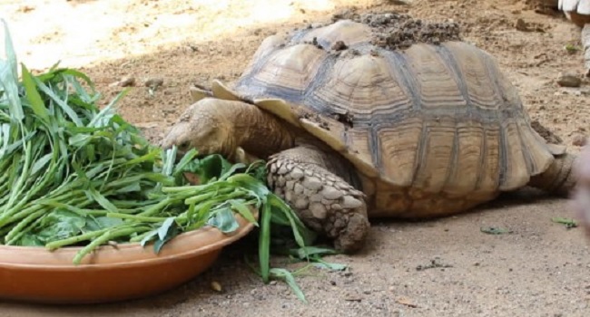 Food Plate for Large Sulcata Tortoise