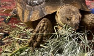 Sulcata Tortoise Won’t Eat Hay
