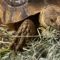 Where to Buy Grass Hay for Tortoises