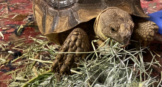 Sulcata Tortoise Won T Eat Hay Pet Sulcata Tortoise,How To Make An Omelette With Fillings