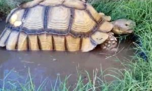 How to Keep a Sulcata Cool in the Heat