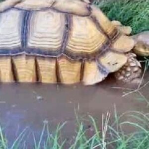 How to Keep a Sulcata Cool in the Heat