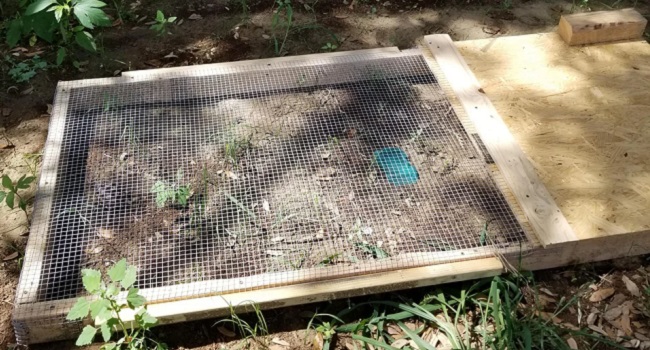 outside enclosure for small sulcata tortoise