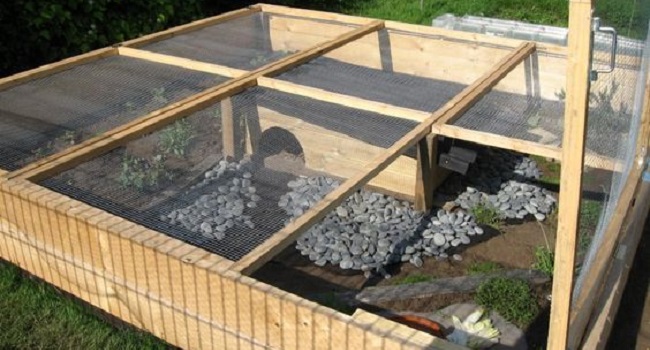 Pictures of Outdoor Enclosure for Baby Sulcata