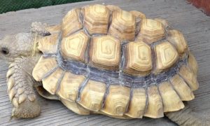 Can I Reverse Pyramiding in Sulcata Tortoise