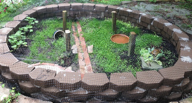 safe outdoor enclosure for tortoise