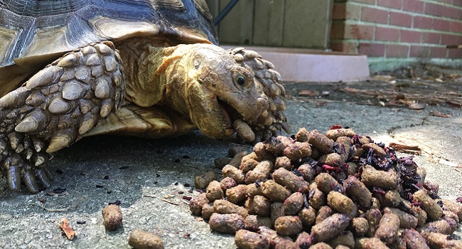 Can a Sulcata Tortoise Eat Dog Food