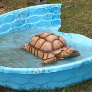 Water Bowl for Big Sulcata Tortoise