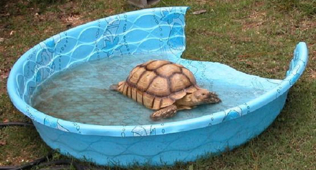 Water Bowl for Big Sulcata Tortoise