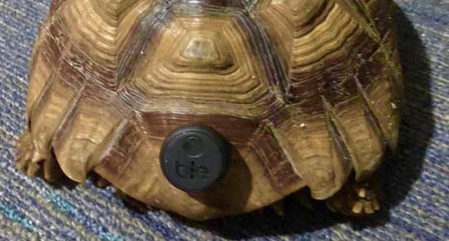 sulcata tortoise tile tracker