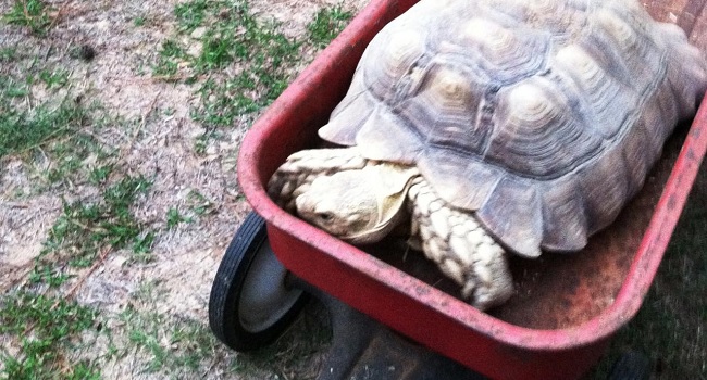 sulcata tortoise wagon