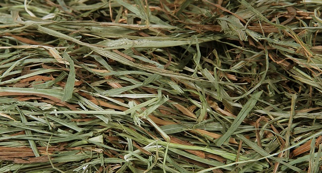 third cut timothy hay
