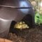 Organic Top Soil For Sulcata Tortoise
