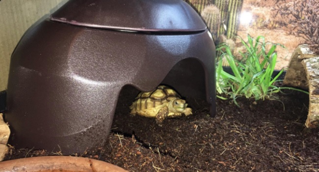 Tortoise House for Baby Sulcata