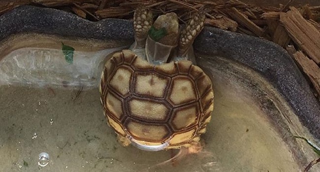 unsafe water bowl for baby sulcata