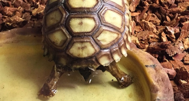 safe water bowl for baby sulcata