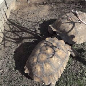 Signs of Bullying in Sulcata Tortoises