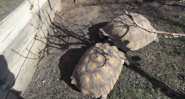 bullying in sulcata tortoises