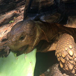 Can I Give My Sulcata Tortoise Cactus?