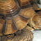 Signs of Respiratory Infection in Sulcata Tortoise
