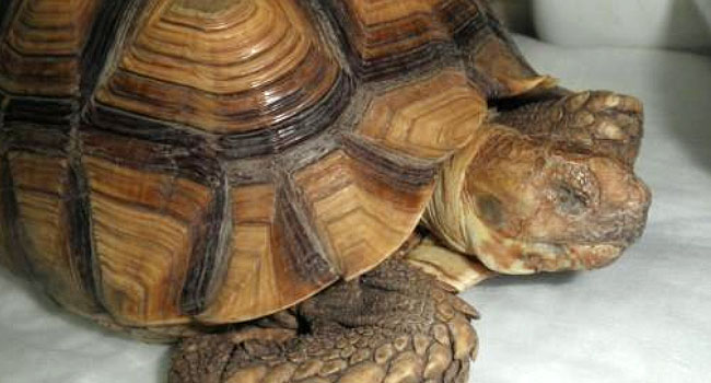 sick sulcata tortoise