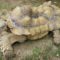 Shell Deformity in Sulcata Tortoise