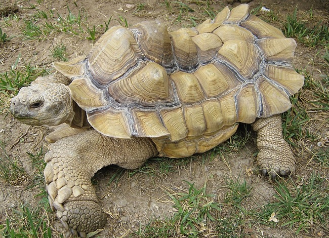 sulcata tortoise shell deformity