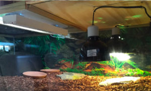 Sulcata Tortoise in Glass Tank