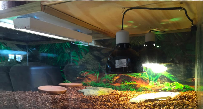 Sulcata Tortoise in Glass Tank