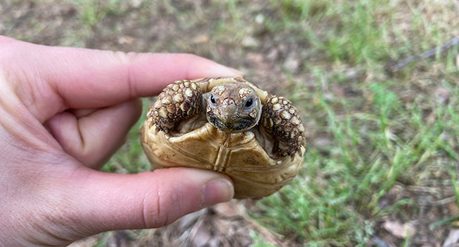 My Baby Sulcata Tortoise Has a Soft Shell