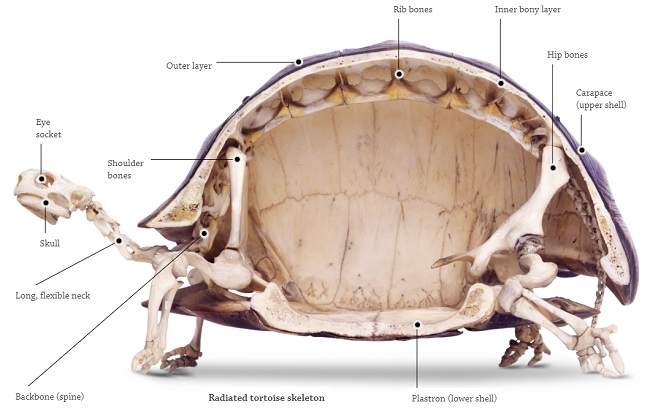 tortoise skeleton bones