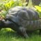 Tortoise Statues – Lawn Decor