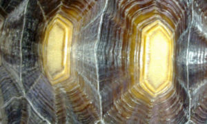 What are the White Lines on Sulcata Tortoise Shell?