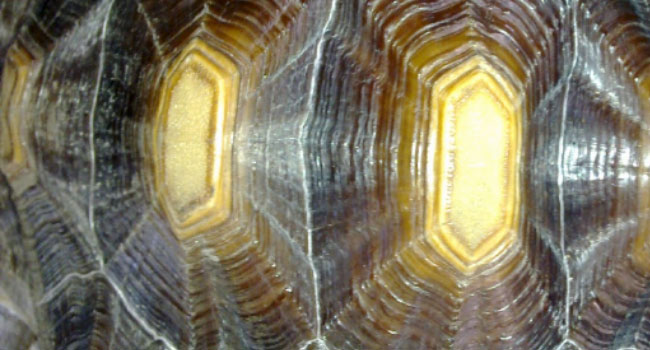 What are the White Lines on Sulcata Tortoise Shell?