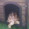 Wooden Dog House for Sulcata Tortoise
