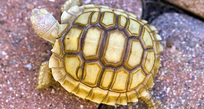 Sulcata Tortoise Has Extra Scutes