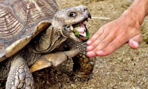 Do Sulcata Tortoises Bite?