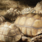 Can I House a Sulcata And Leopard Tortoises?