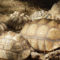 Can I House a Sulcata And Leopard Tortoises?