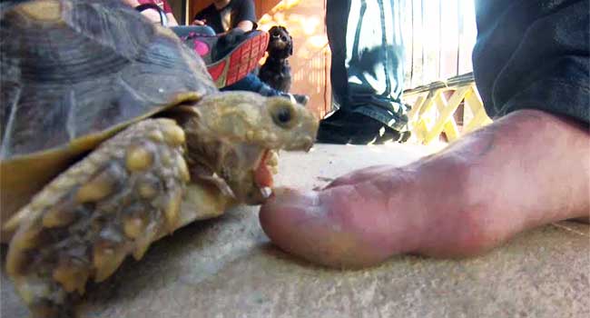 sulcata tortoise bites toes