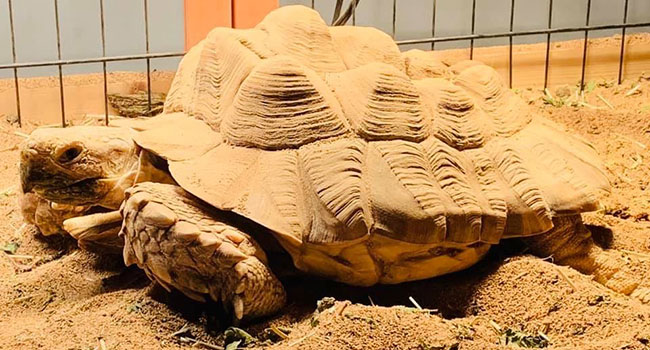 pyramiding in sulcata tortoise